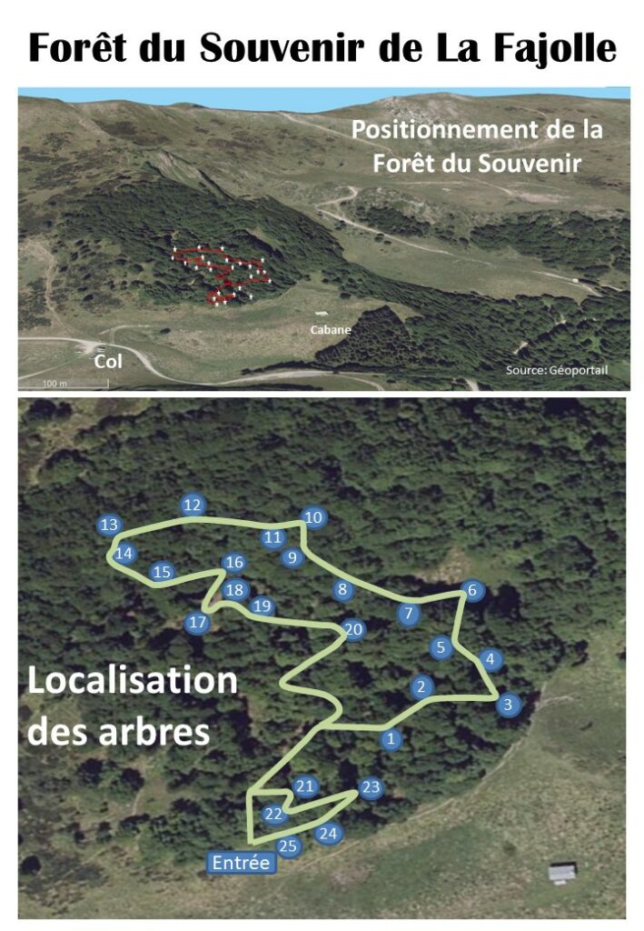 forêt cinéraire la fajolle