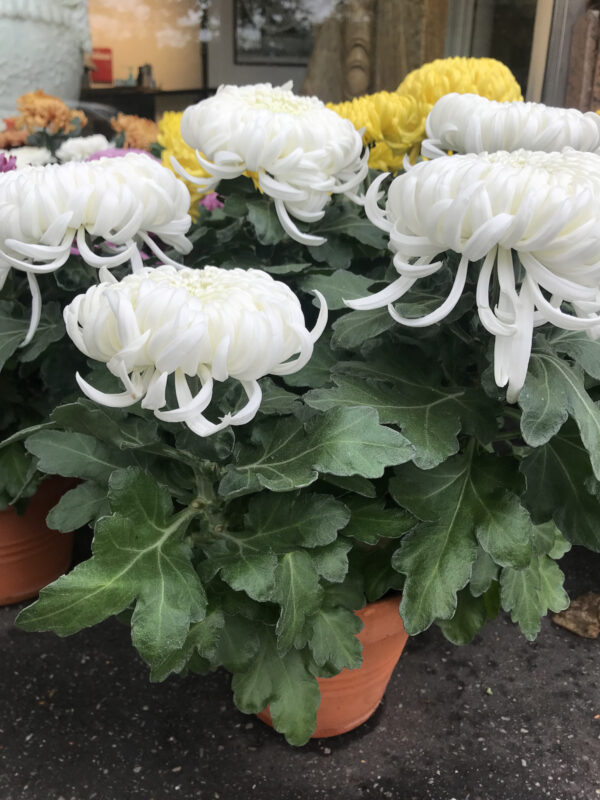 chrysanthème blanc - toussaint