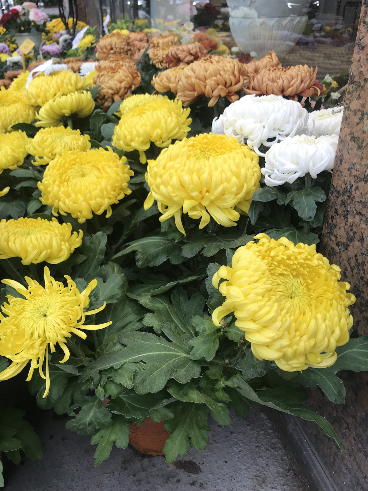 chrysanthème jaune