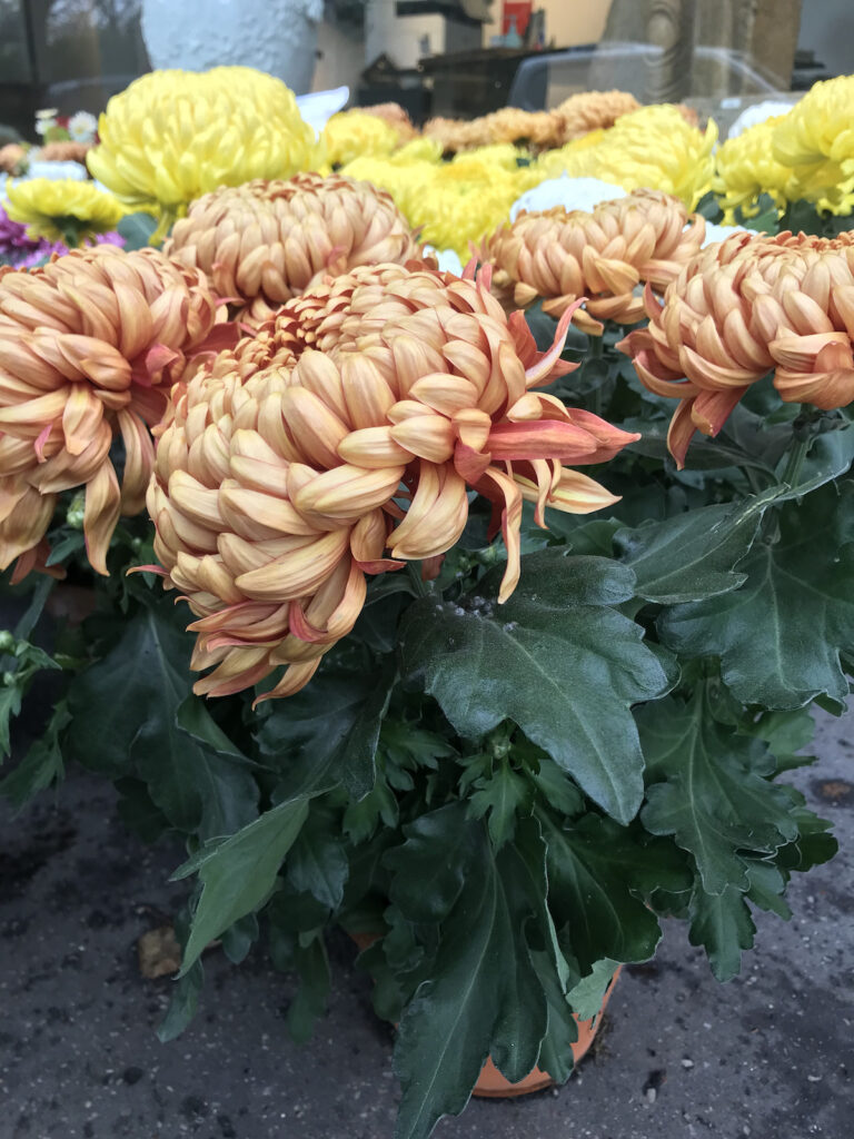 chrysanthème orange - toussaint