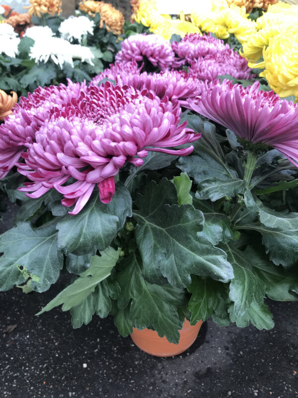 chrysanthème rose toussaint