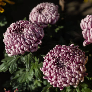 3X pots de Chrysanthèmes Traditionnels (-20%)