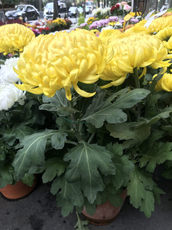 chrysanthèmes traditionnels jaune toussaint