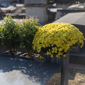 2 chrysanthèmes pour la Toussaint et 3 verdures pour l'hiver