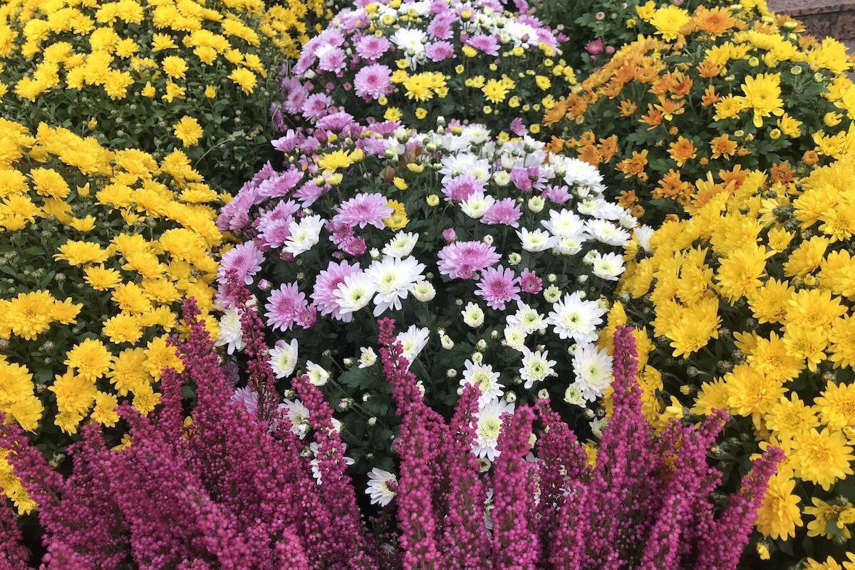 pomponettes toussaint