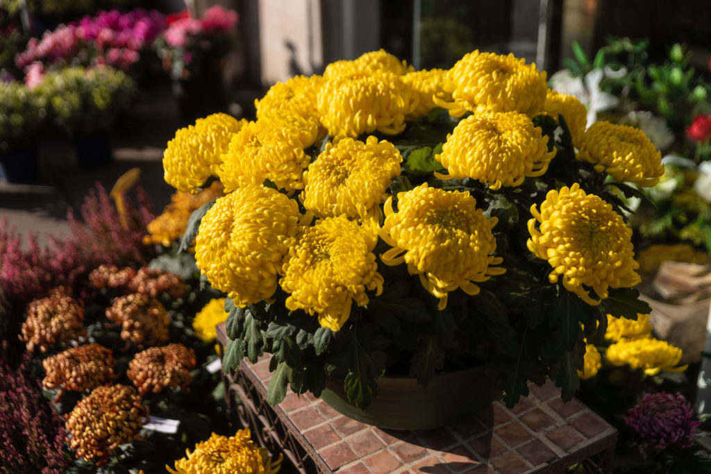 chrysanthèmes Toussaint fleurs de cimetière