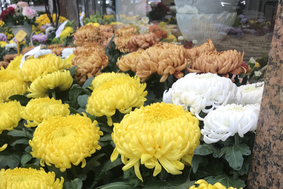 chrysanthème jaune