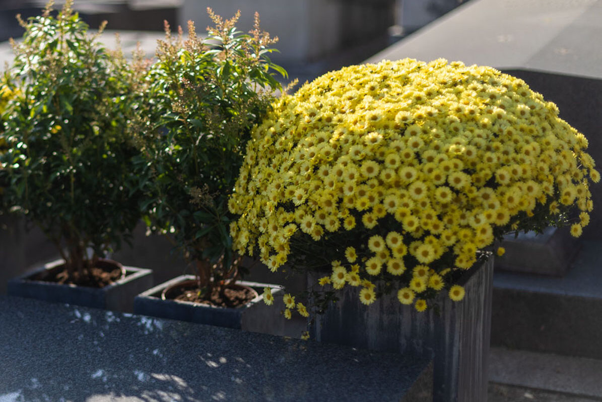 toussaint chrysanthèmes