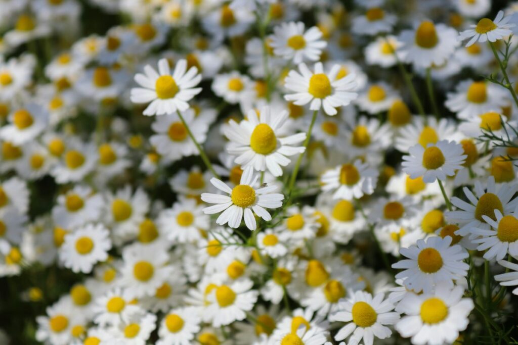paquerettes fleurs cimetière printemps