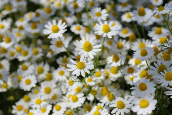 paquerettes fleurs cimetière