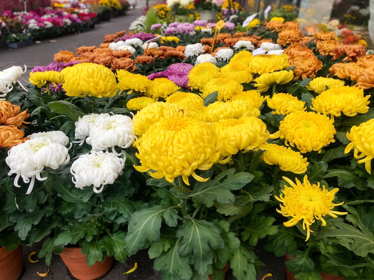 fleurs de cimetière toussaint 2026 chrysanthèmes